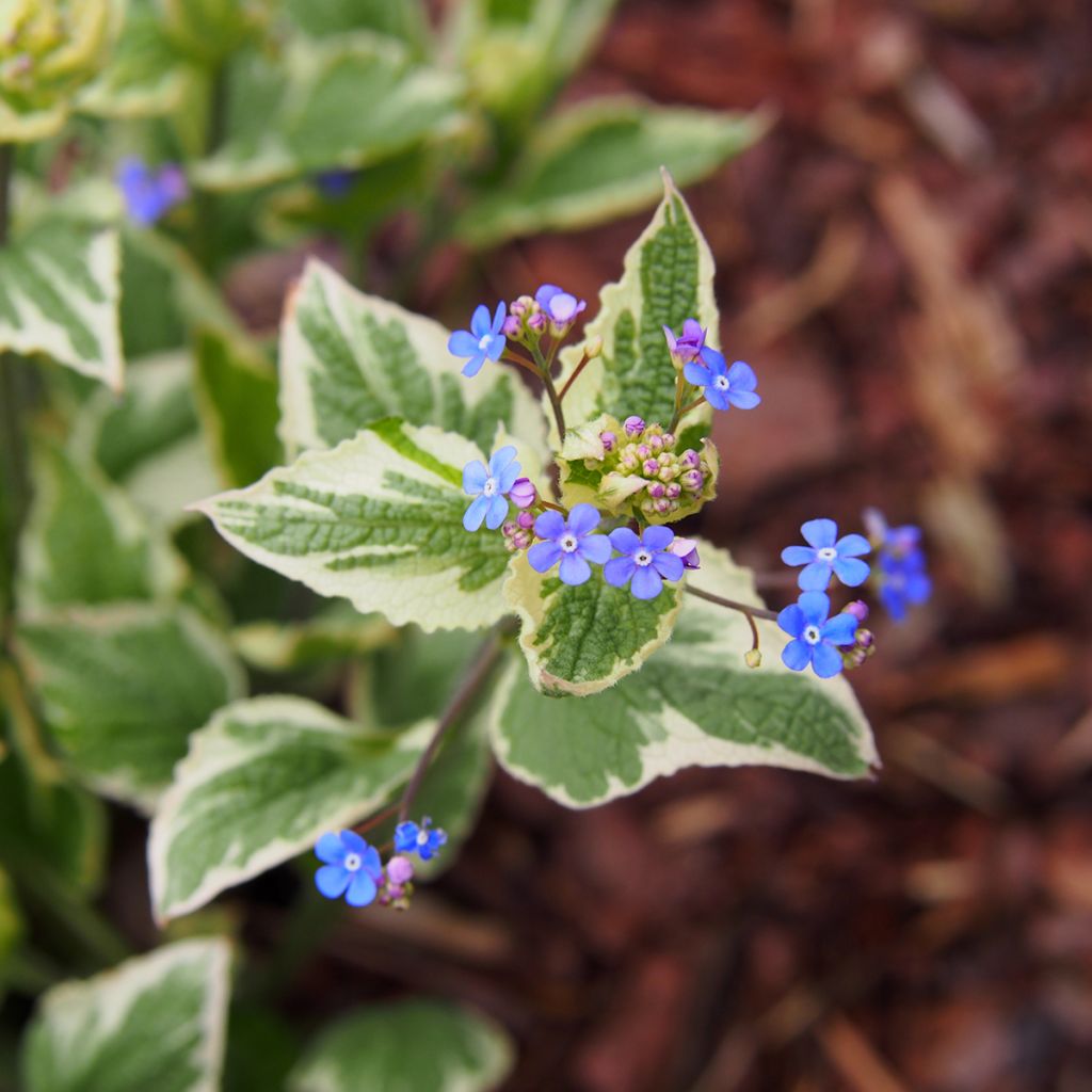 Brunnera Macrophylla Variegata - Myosotis du Caucase