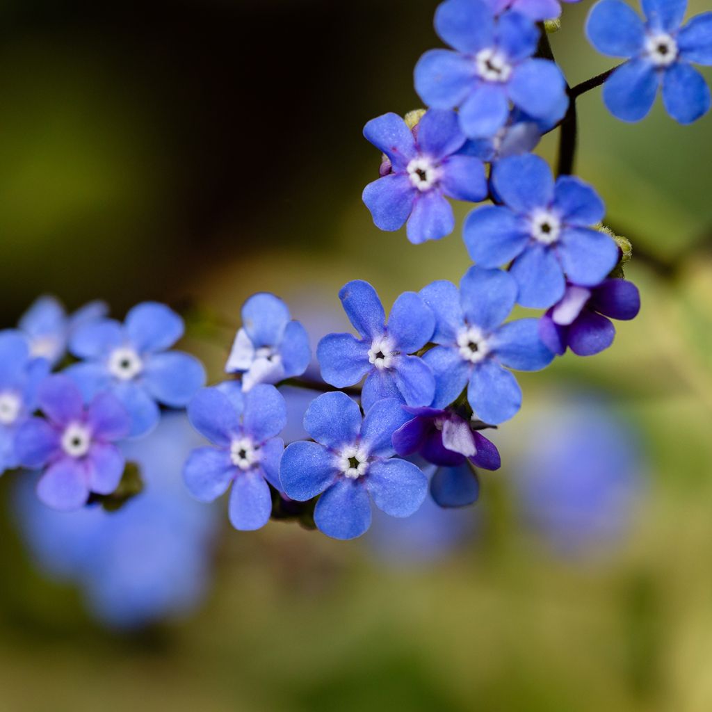 Brunnera Macrophylla Variegata - Myosotis du Caucase