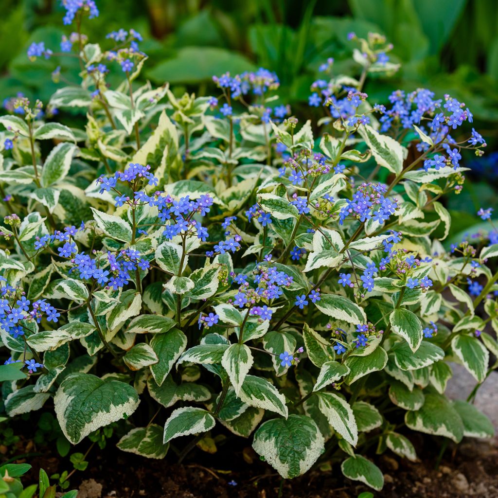 Brunnera Macrophylla Variegata - Myosotis du Caucase