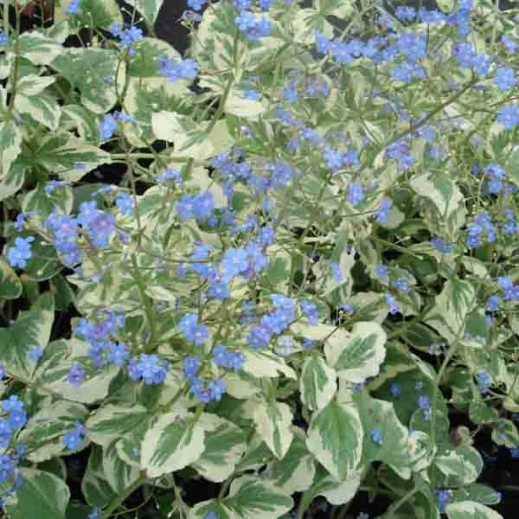 Brunnera Macrophylla Variegata