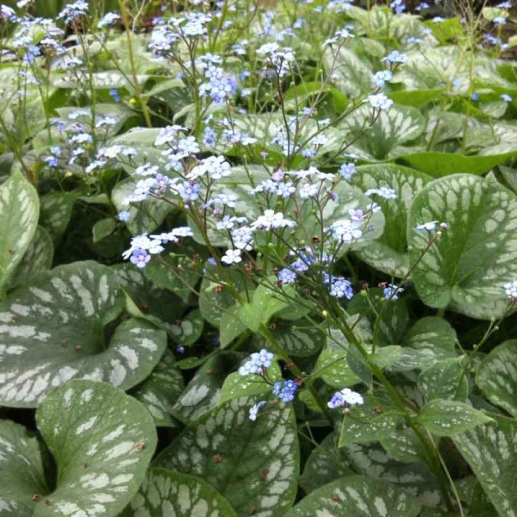 Brunnera macrophylla Emerald Mist,Myosotis Caucase