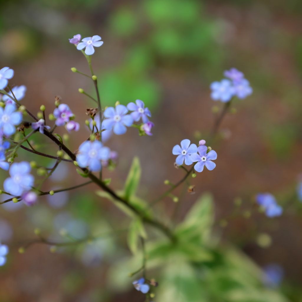 Brunnera macrophylla Hadspen cream - Myosotis du Caucase