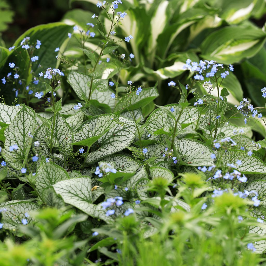 Brunnera macrophylla Jack Frost - Myosotis du Caucase