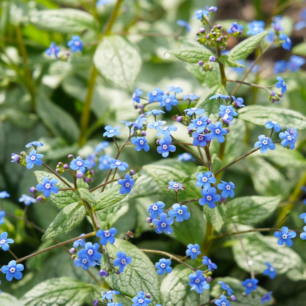 Brunnera macrophylla Jack Frost - Myosotis du Caucase