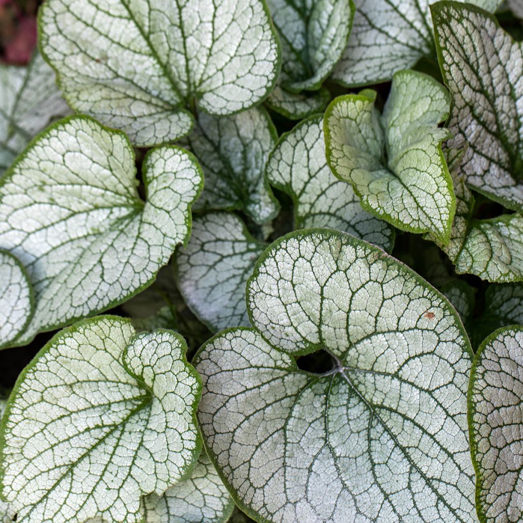 Brunnera macrophylla Jack Frost - Myosotis du Caucase