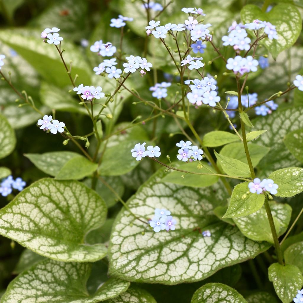 Brunnera macrophylla Jack Frost - Myosotis du Caucase