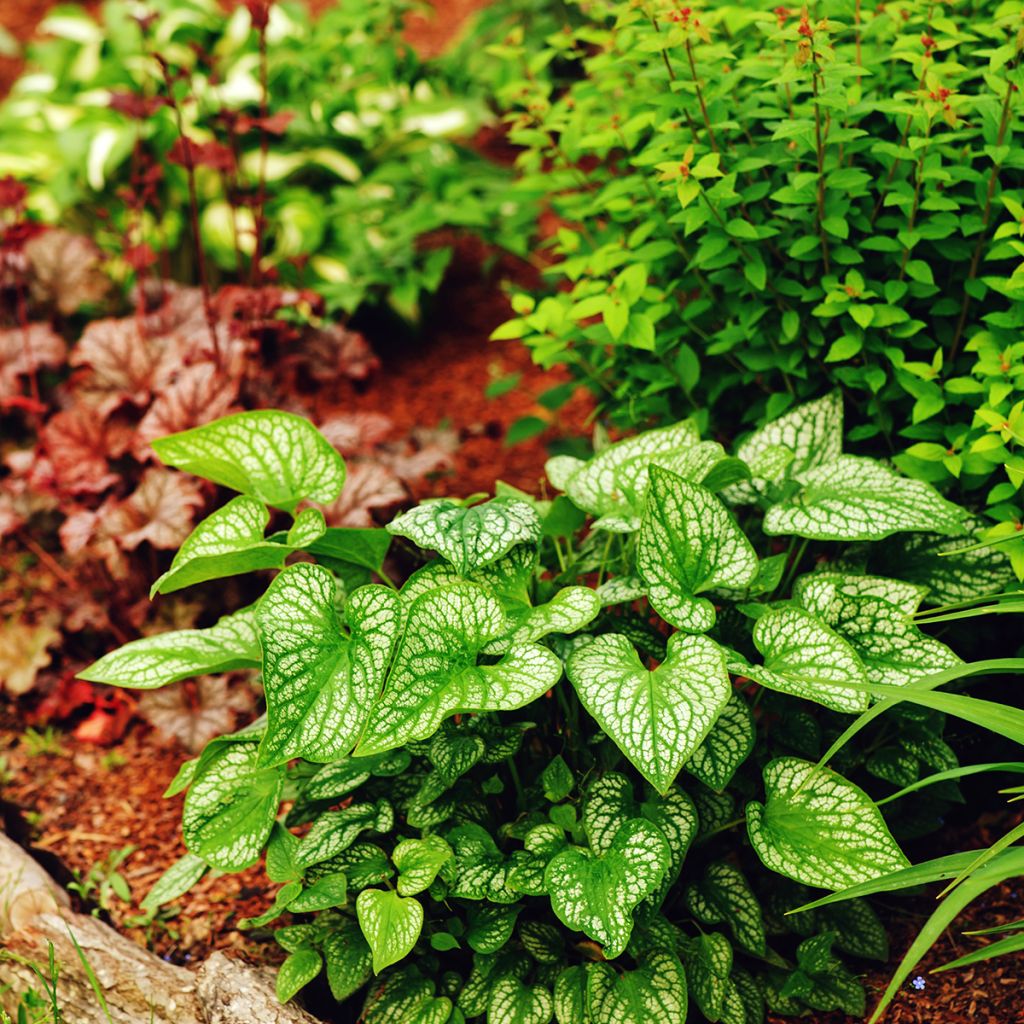 Brunnera macrophylla Jack Frost - Myosotis du Caucase