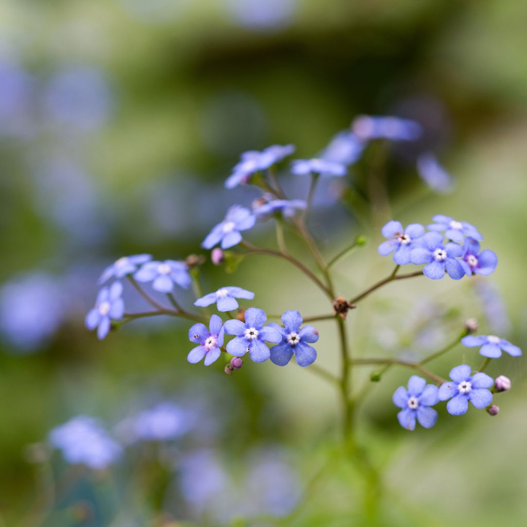 Brunnera macrophylla Jack Frost - Myosotis du Caucase