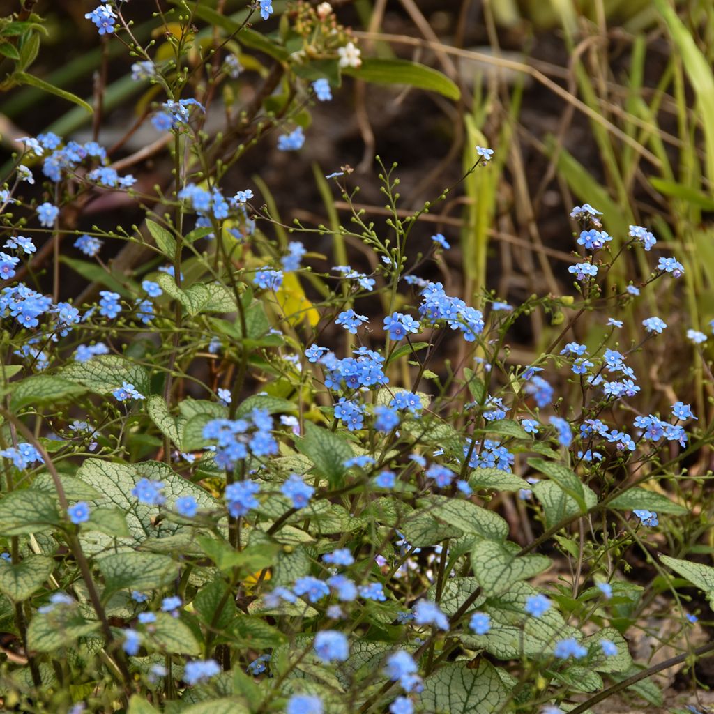 Brunnera macrophylla Jack Frost - Myosotis du Caucase