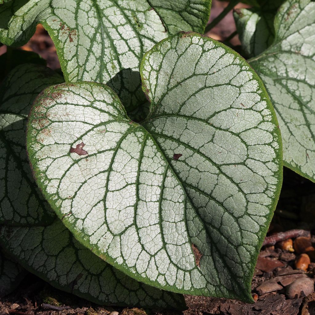 Brunnera macrophylla Jack's Gold - Myosotis du Caucase