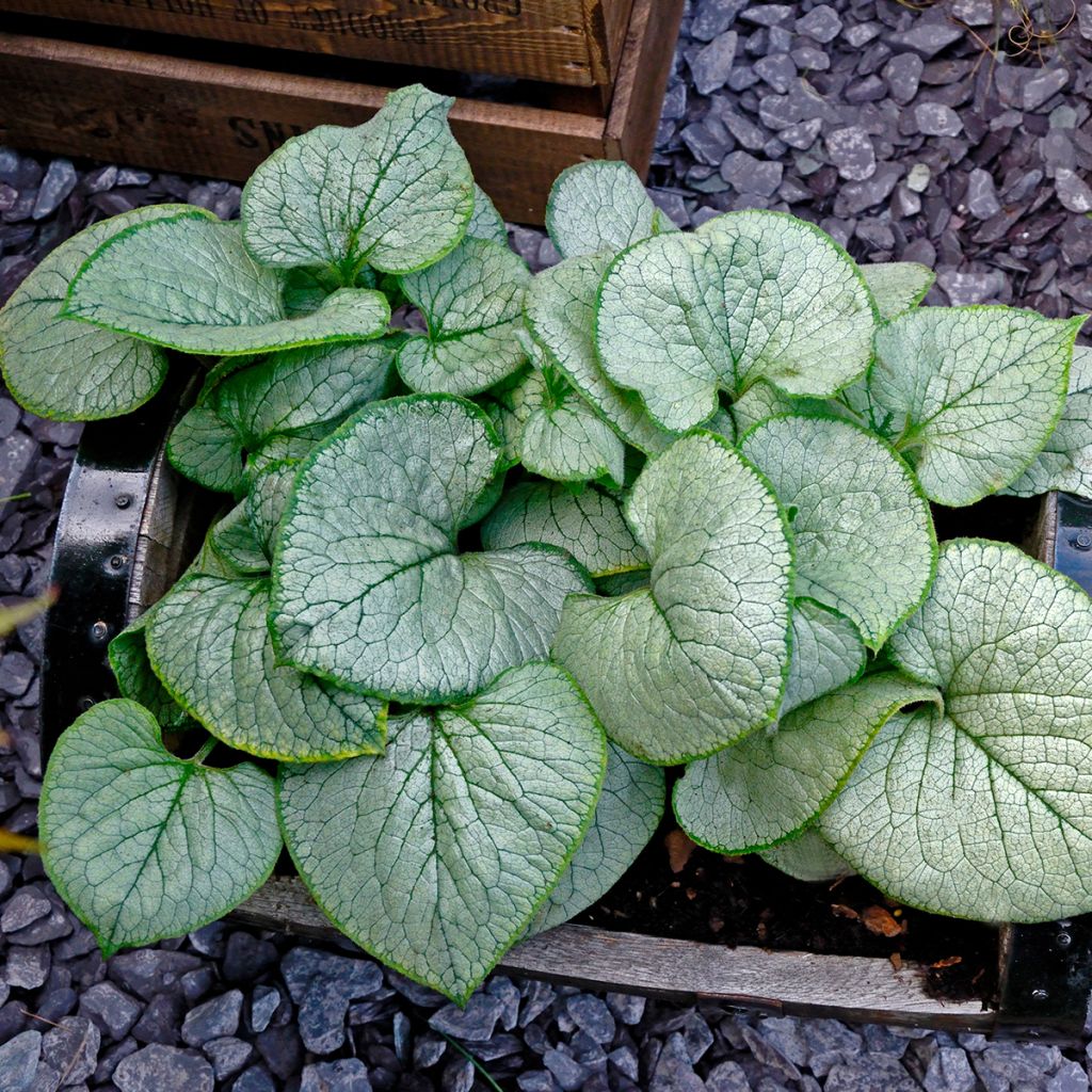 Brunnera macrophylla Looking Glass - Myosotis du Caucase