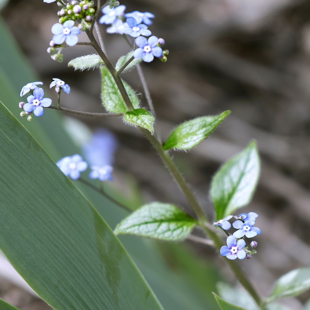 Brunnera macrophylla Looking Glass - Myosotis du Caucase