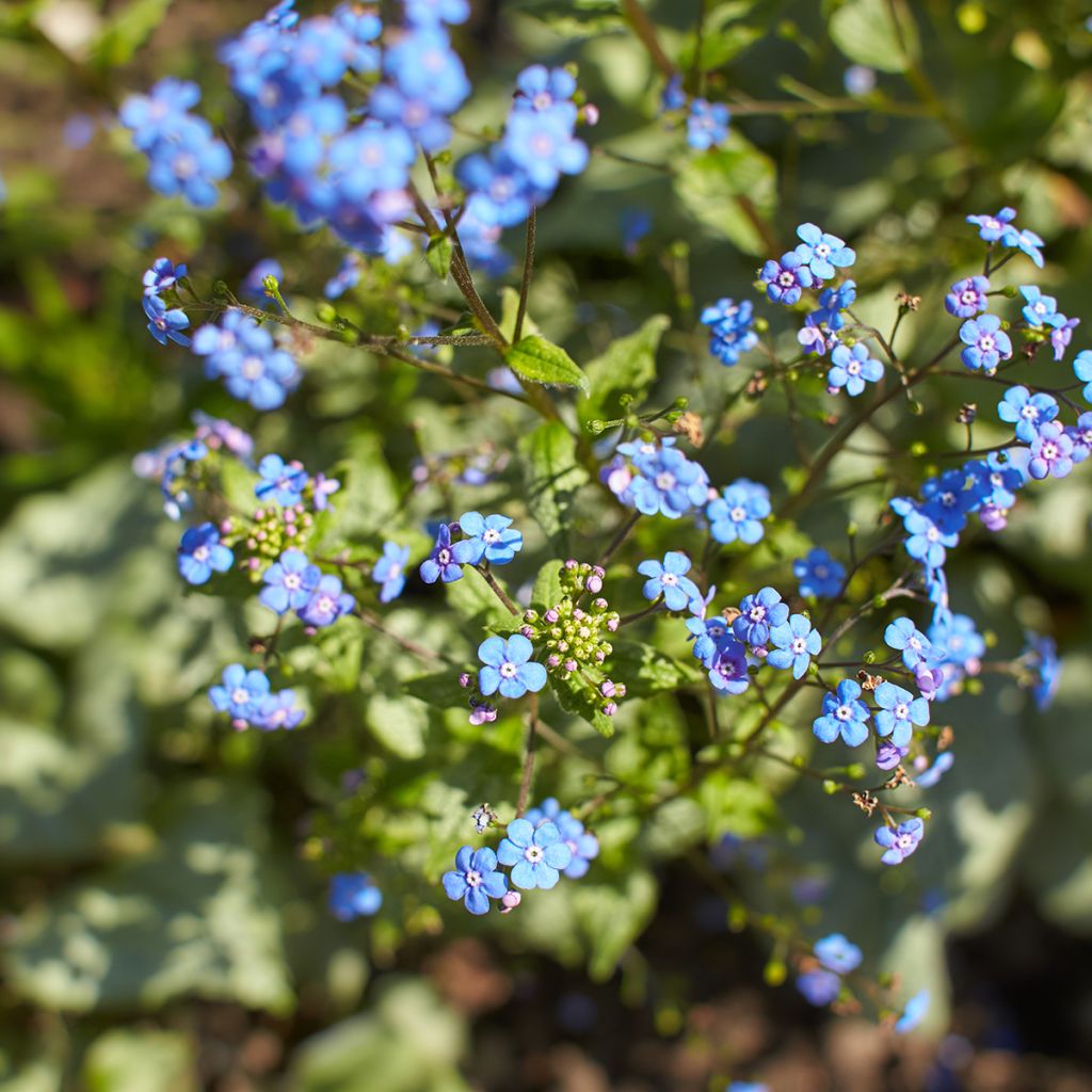 Brunnera macrophylla Looking Glass - Myosotis du Caucase