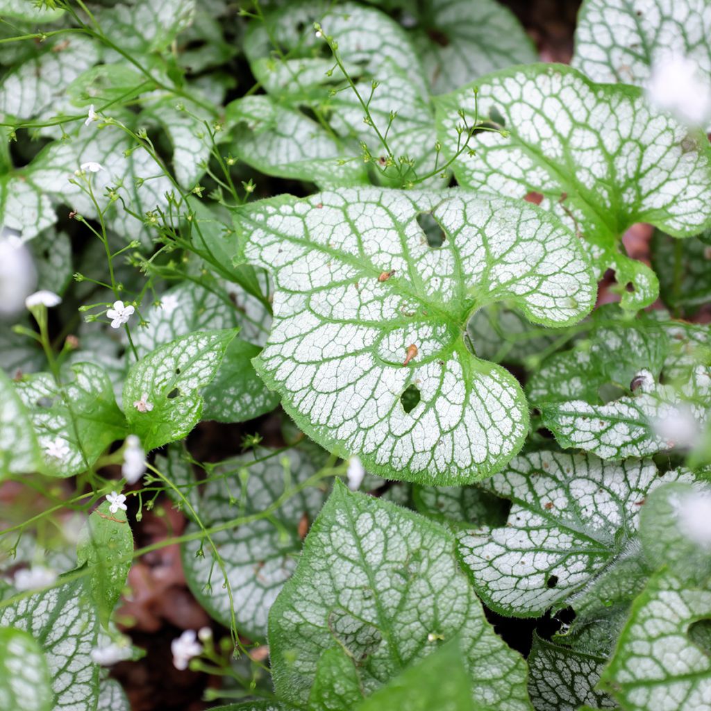 Brunnera macrophylla Mr Morse - Myosotis du Caucase