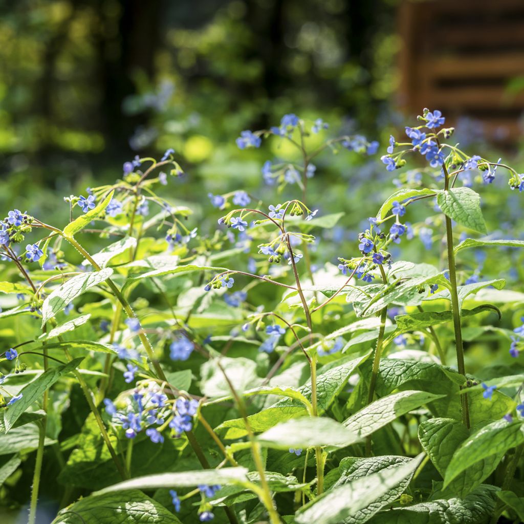 Brunnera macrophylla - Myosotis du Caucase