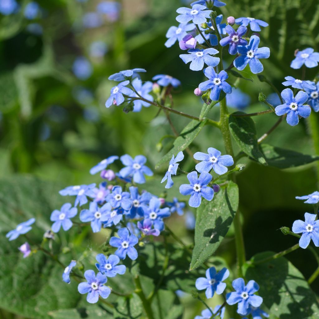 Brunnera macrophylla - Myosotis du Caucase