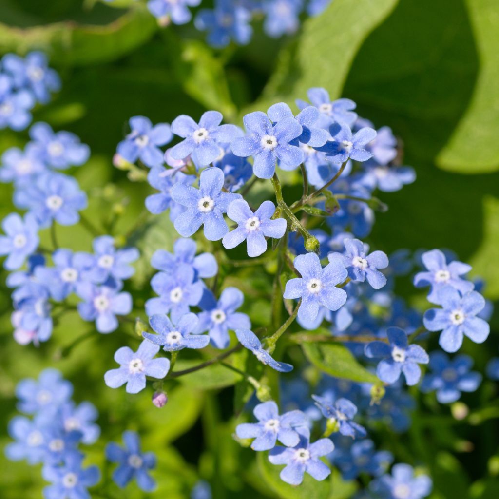 Brunnera macrophylla - Myosotis du Caucase