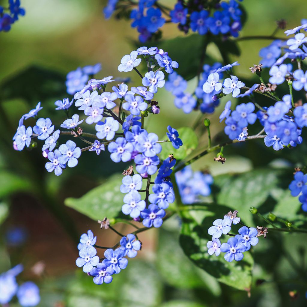 Brunnera macrophylla - Myosotis du Caucase