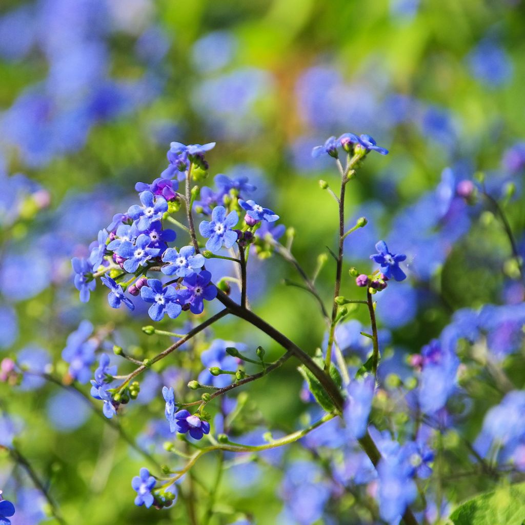 Brunnera macrophylla - Myosotis du Caucase