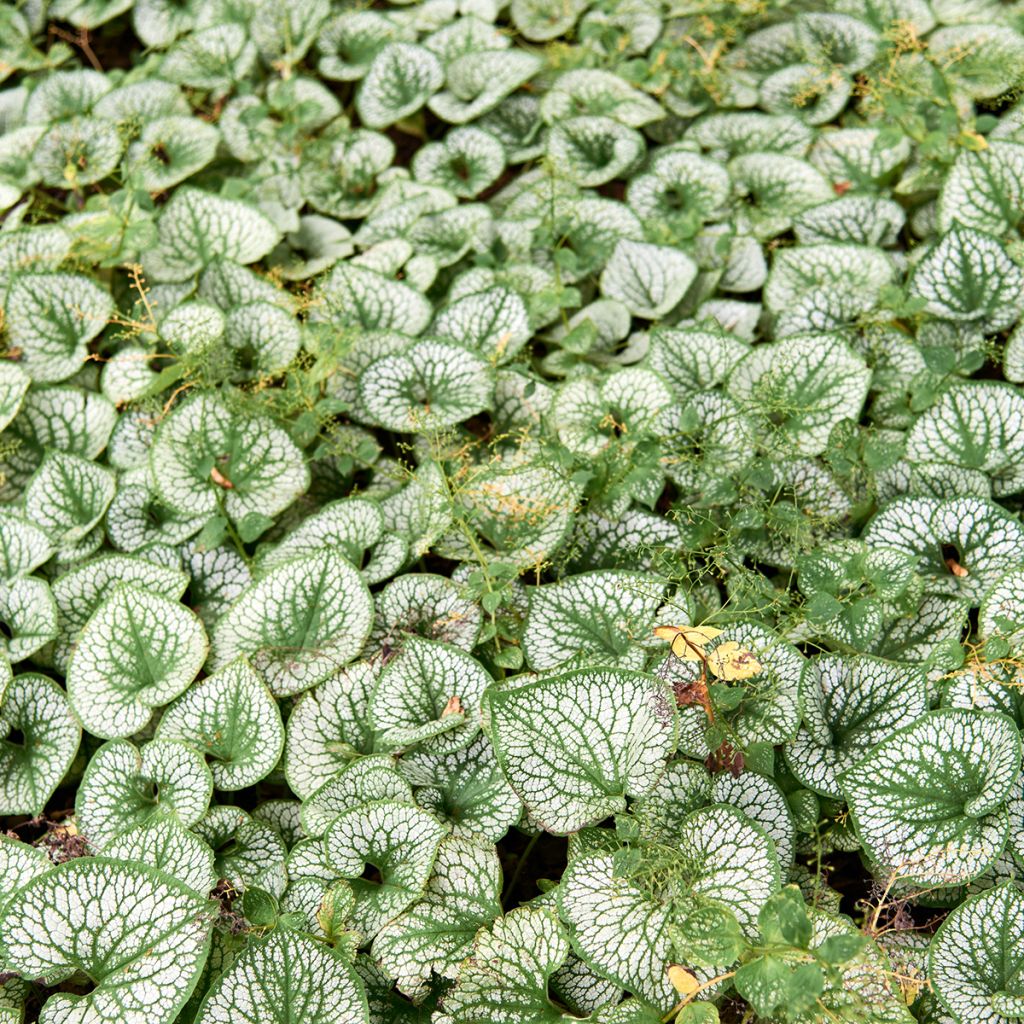 Brunnera macrophylla Silver Heart® - Myosotis du Caucase