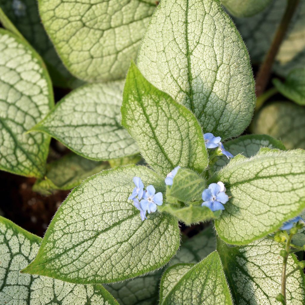 Brunnera macrophylla Silver Heart® - Myosotis du Caucase