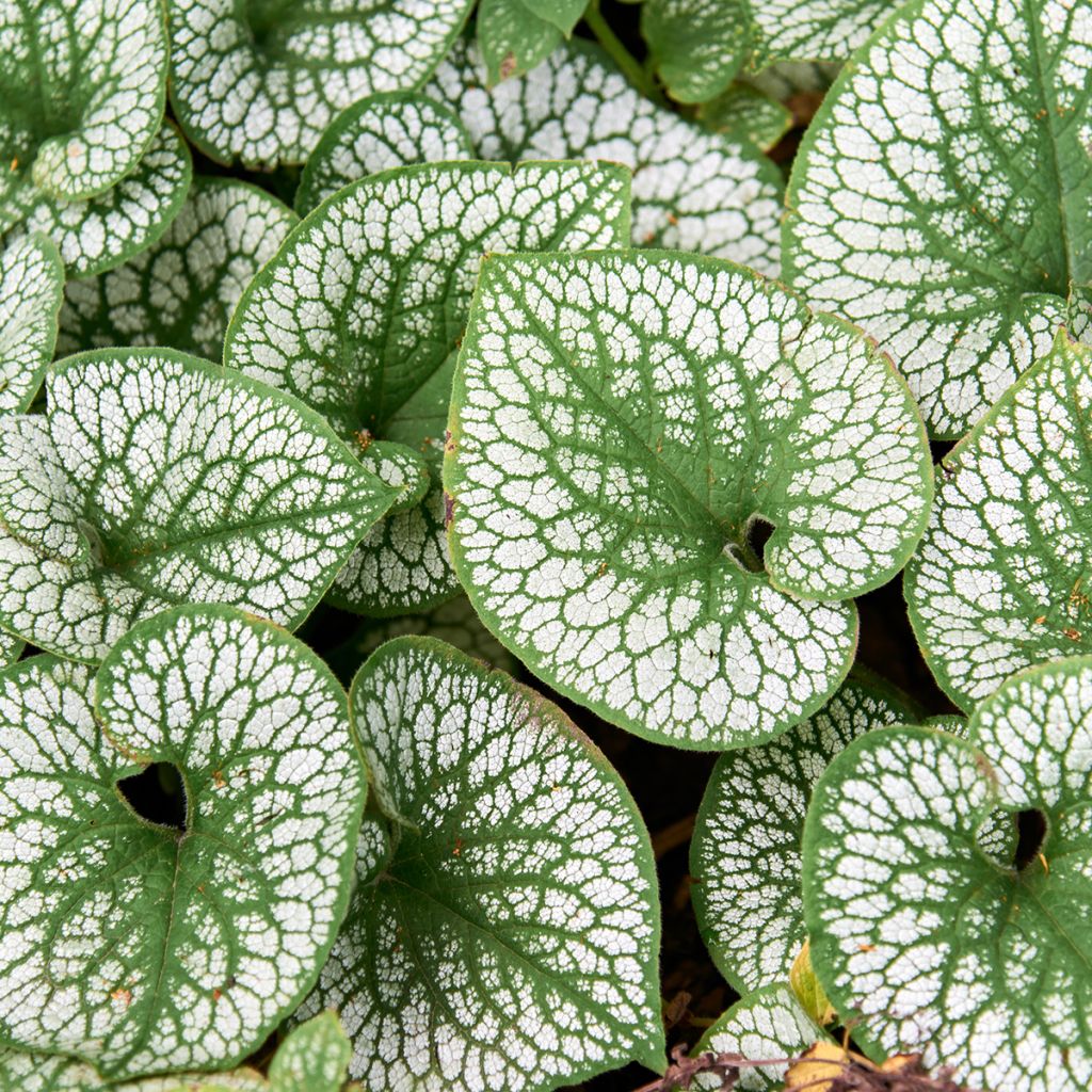 Brunnera macrophylla Silver Heart® - Myosotis du Caucase