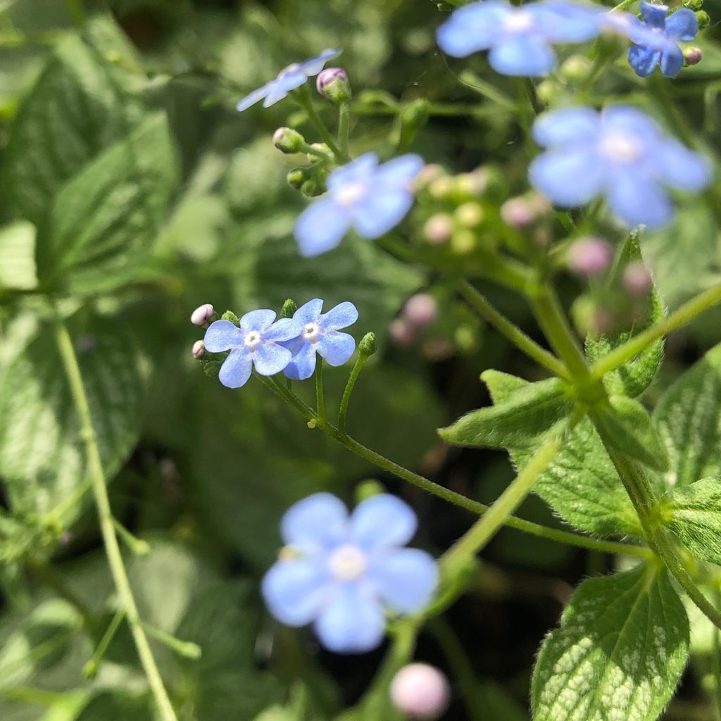 Brunnera macrophylla Silver Heart® - Myosotis du Caucase