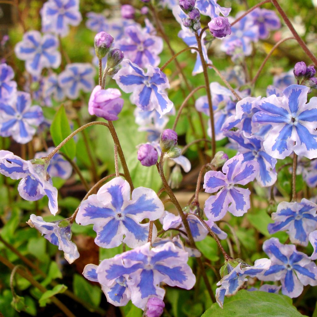 Brunnera macrophylla Starry Eyes - Myosotis du Caucase 