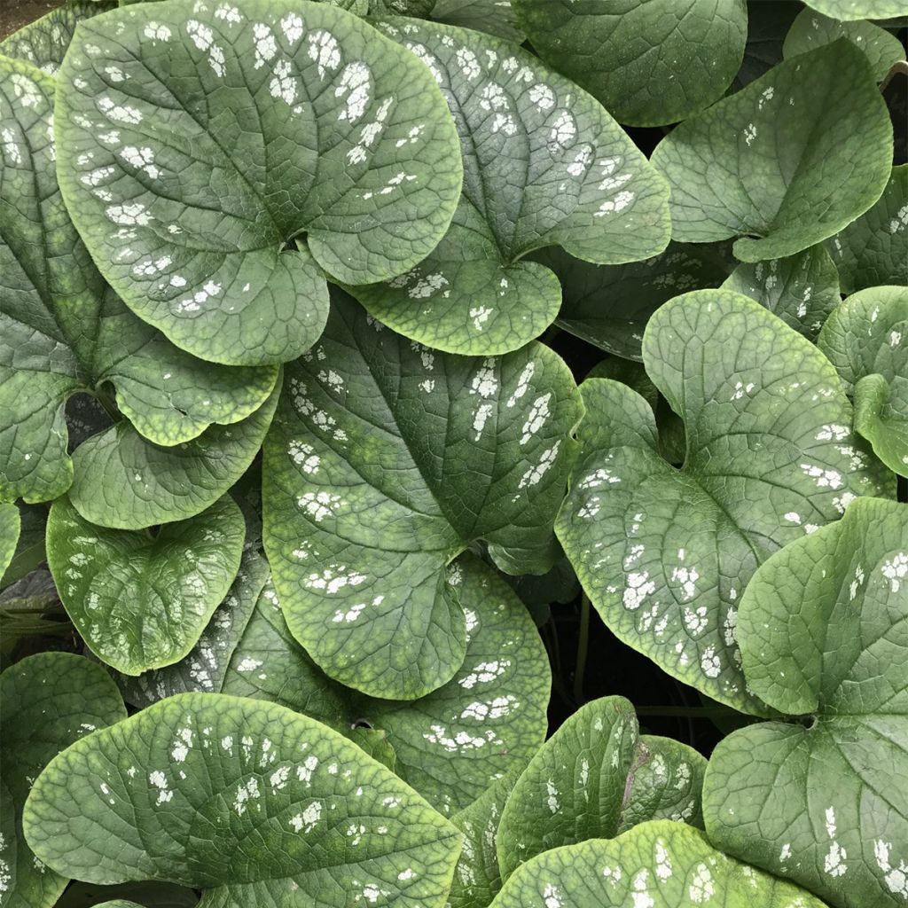 Brunnera macrophylla White Zebra - Myosotis du Caucase