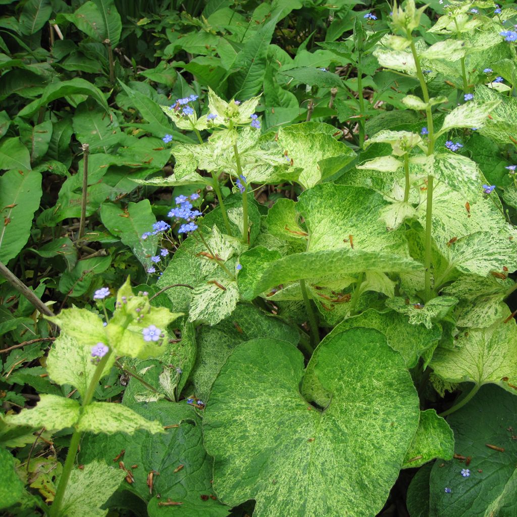 Brunnera macrophylla Yellow spring - Myosotis du Caucase