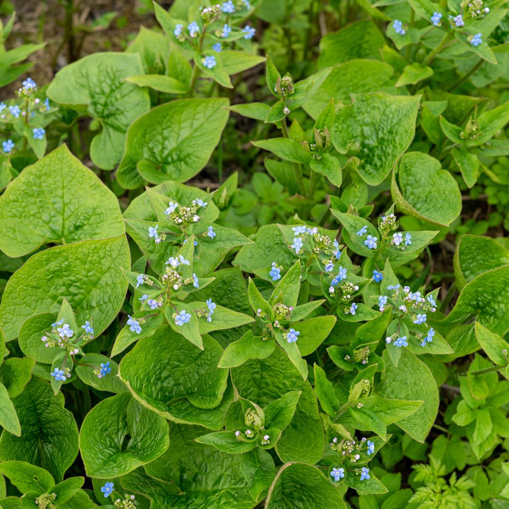 Brunnera sibirica - Myosotis du Caucase