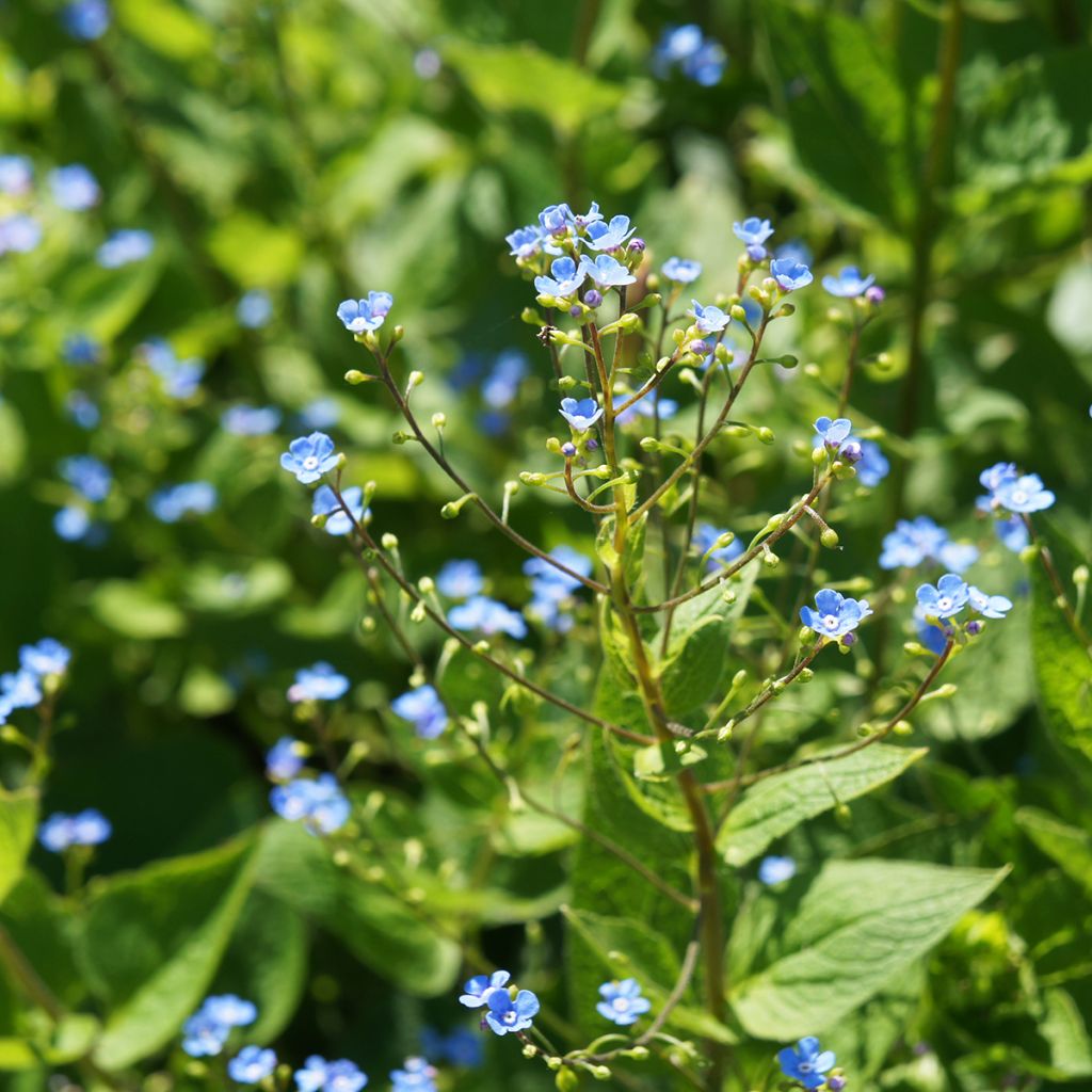 Brunnera sibirica - Myosotis du Caucase