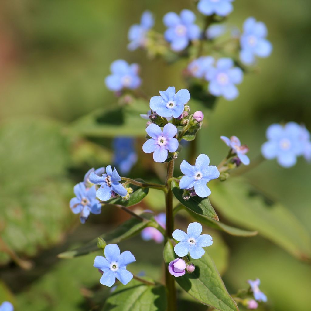 Brunnera sibirica - Myosotis du Caucase