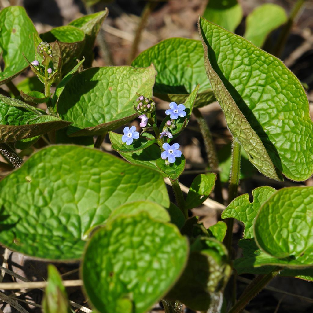 Brunnera sibirica - Myosotis du Caucase