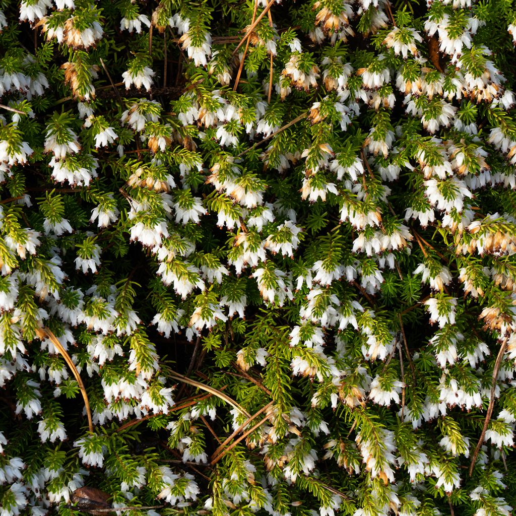 Bruyère Carnea Springwood White, Erica