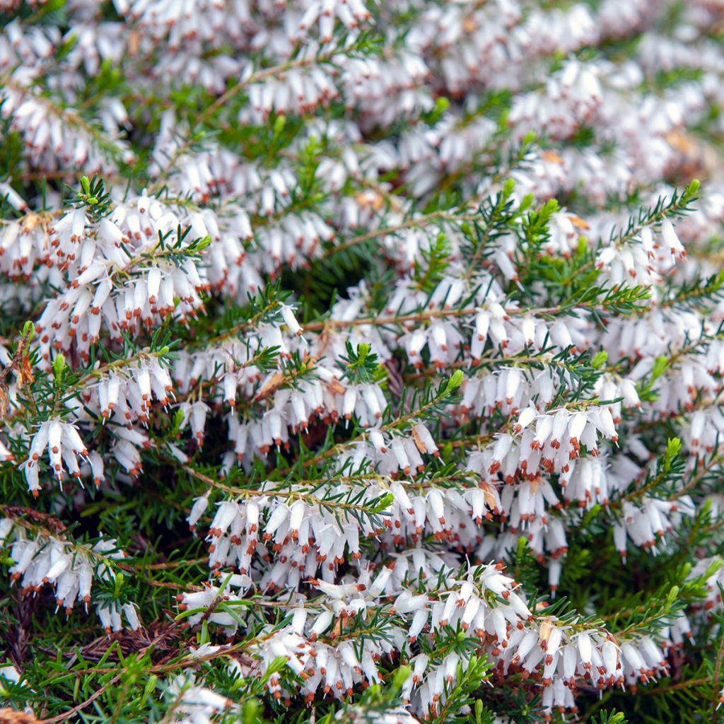 Bruyère Carnea Springwood White, Erica