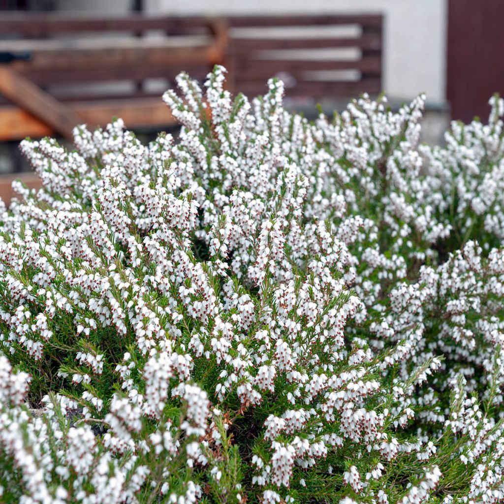 Bruyère Carnea Springwood White, Erica