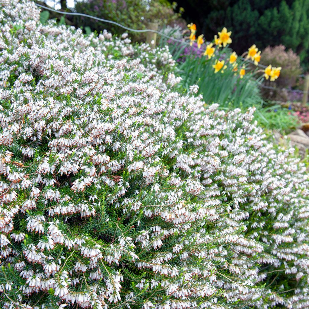 Bruyère Carnea Springwood White, Erica