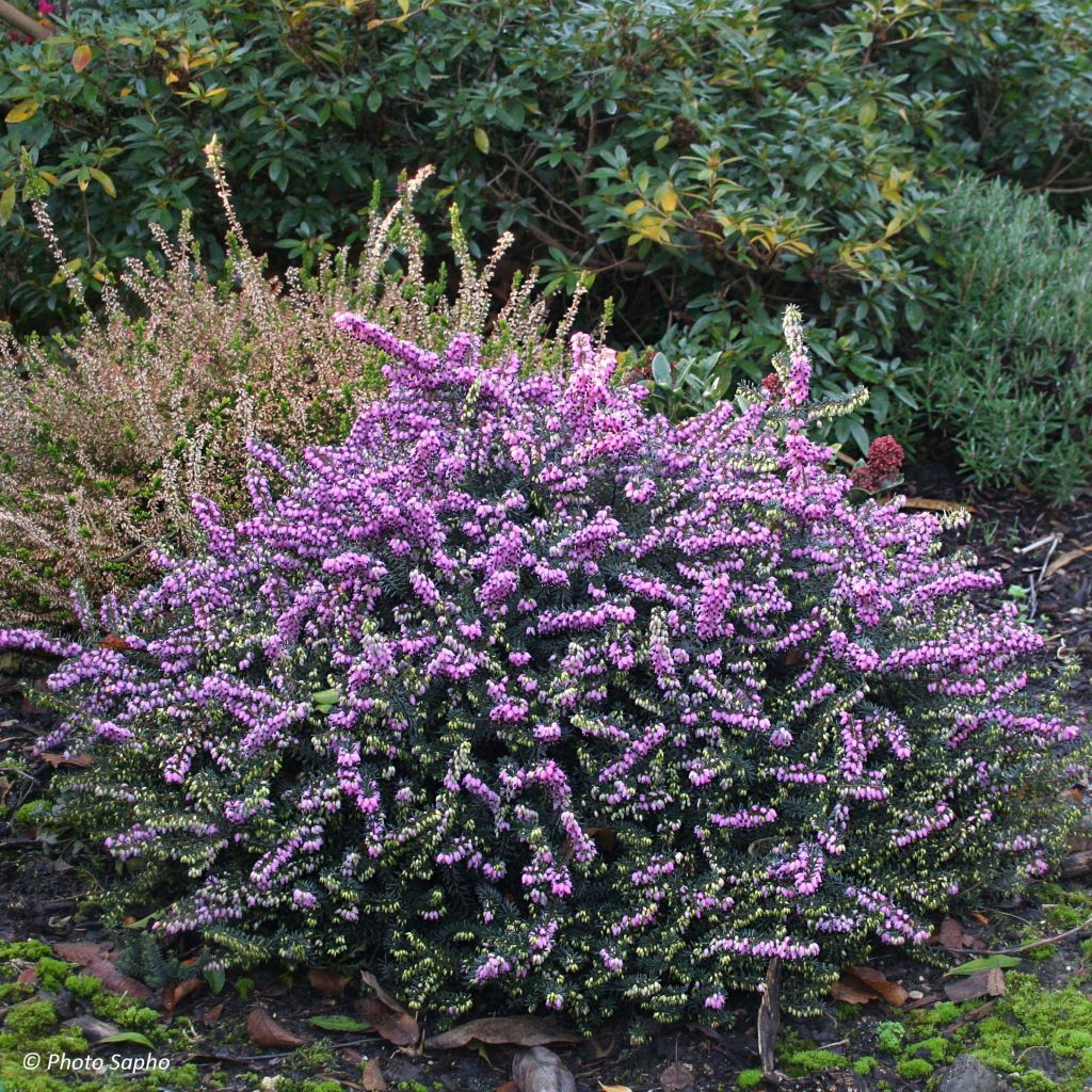 Bruyère Winter Belles Lucie - Erica (x) darleyensis