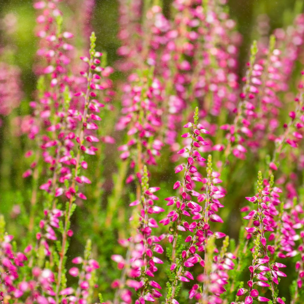 Bruyère cendrée - Erica cinerea C.D. Eason