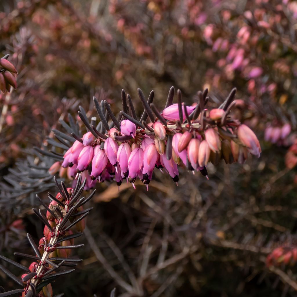 Bruyère d'Hiver - Erica x darleyensis Kramer's Rote