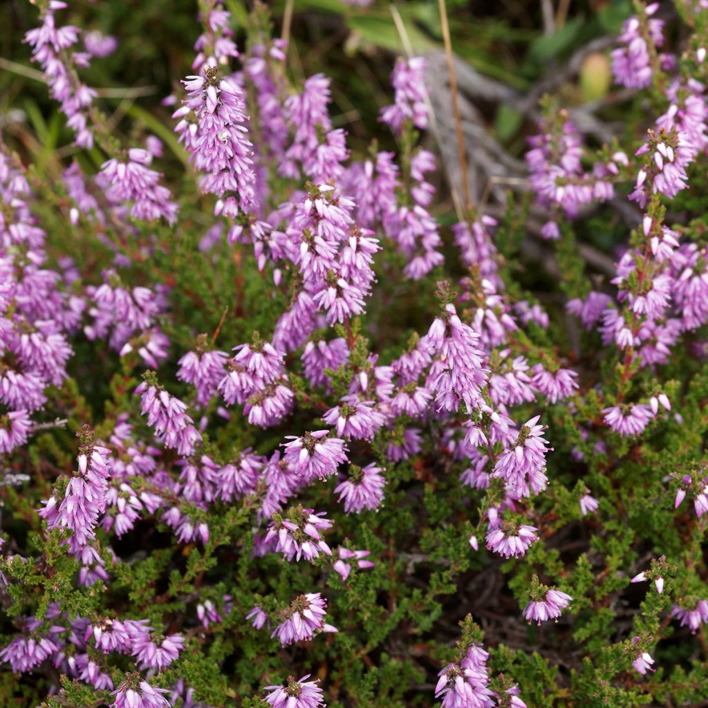 Bruyère d'été - Calluna vulgaris Allegro 