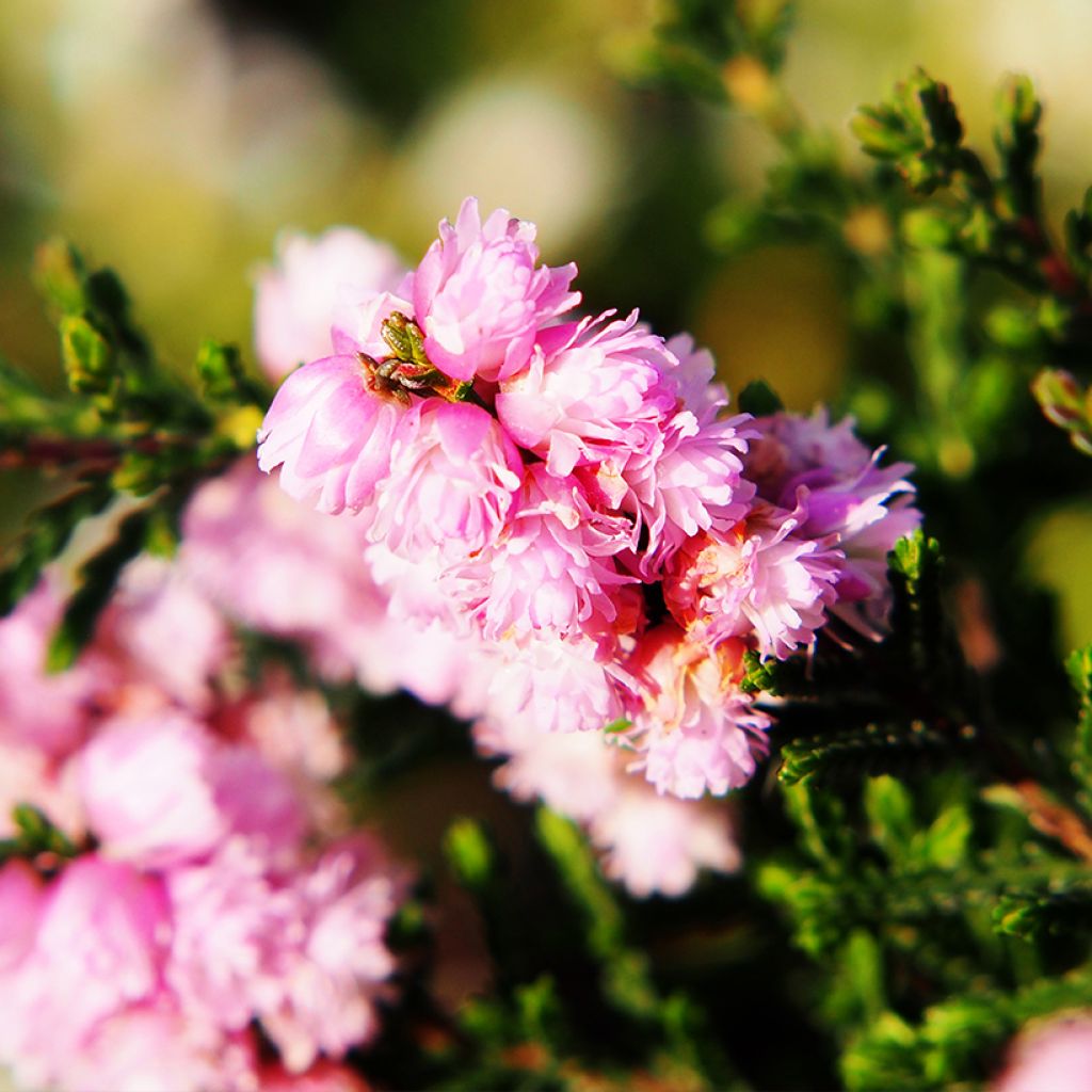 Bruyère d'été - Calluna vulgaris H.E Beale