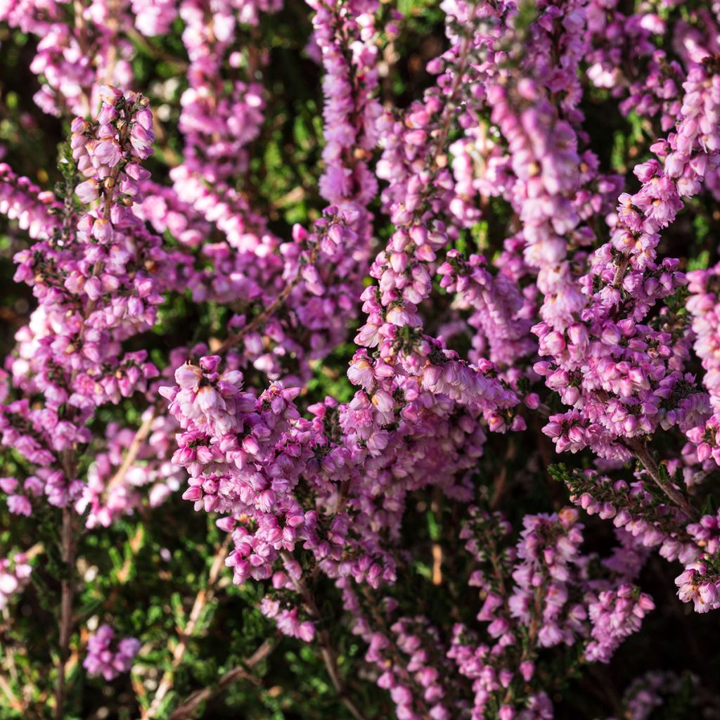 Bruyère d'été - Calluna vulgaris H.E Beale