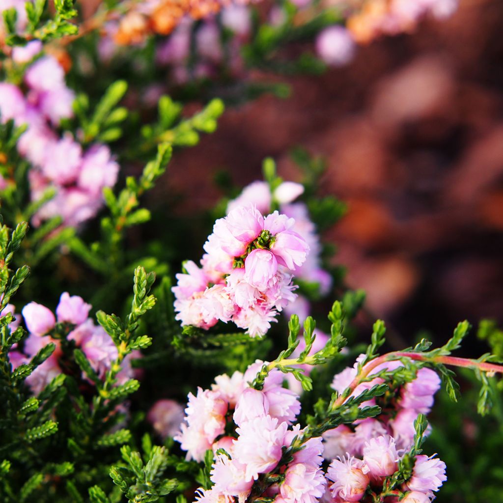 Bruyère d'été - Calluna vulgaris H.E Beale