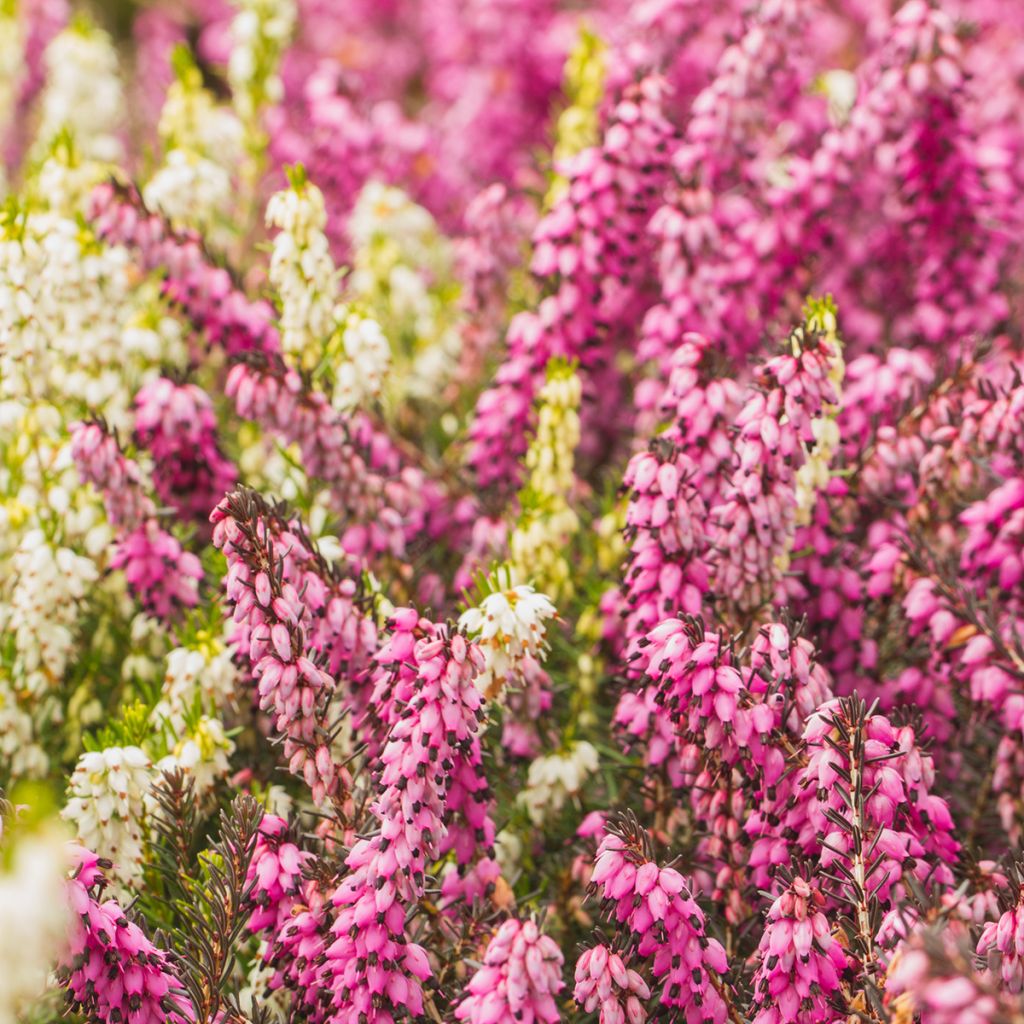 Bruyère d'été - Calluna vulgaris Marlies