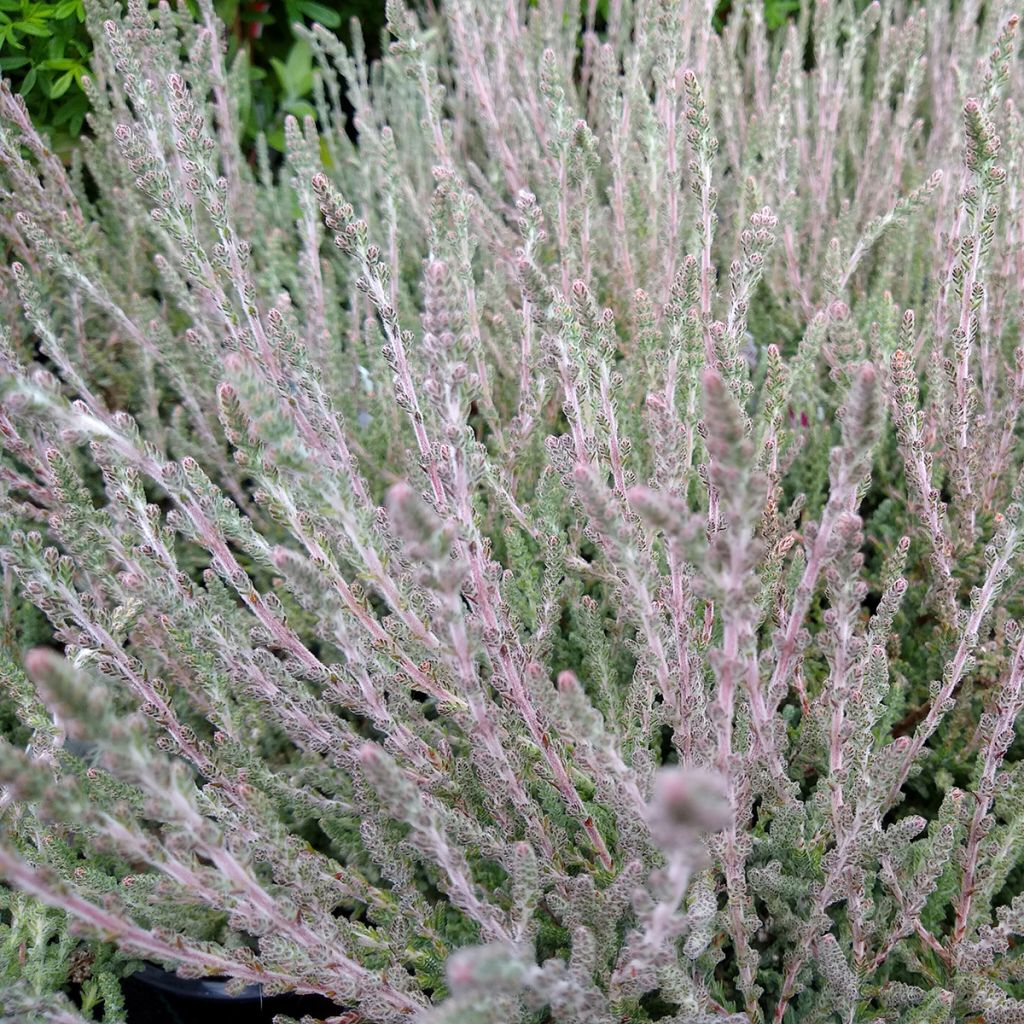 Bruyère d'été - Calluna vulgaris Silver Knight 