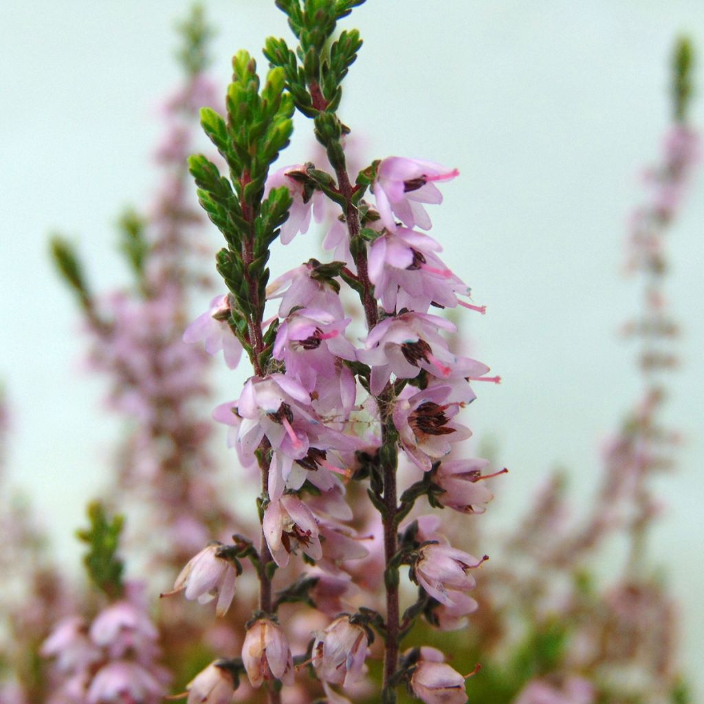 Bruyère d'été - Calluna vulgaris Spring Torch