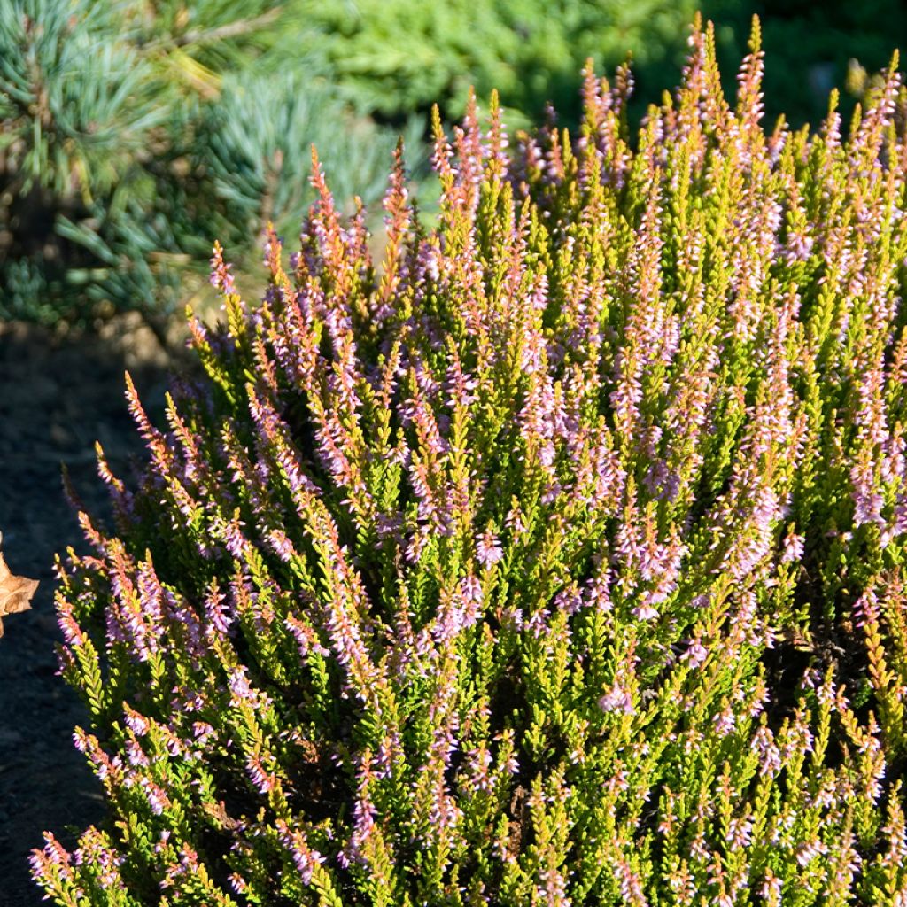 Bruyère d'été - Calluna vulgaris Winter Chocolate