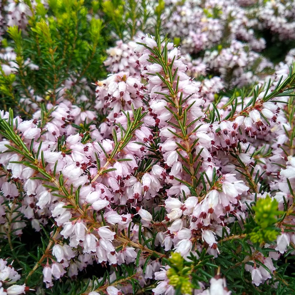 Bruyère d'hiver - Erica darleyensis Ghost Hills